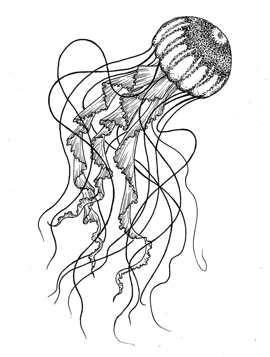 dessin du projet de méduse